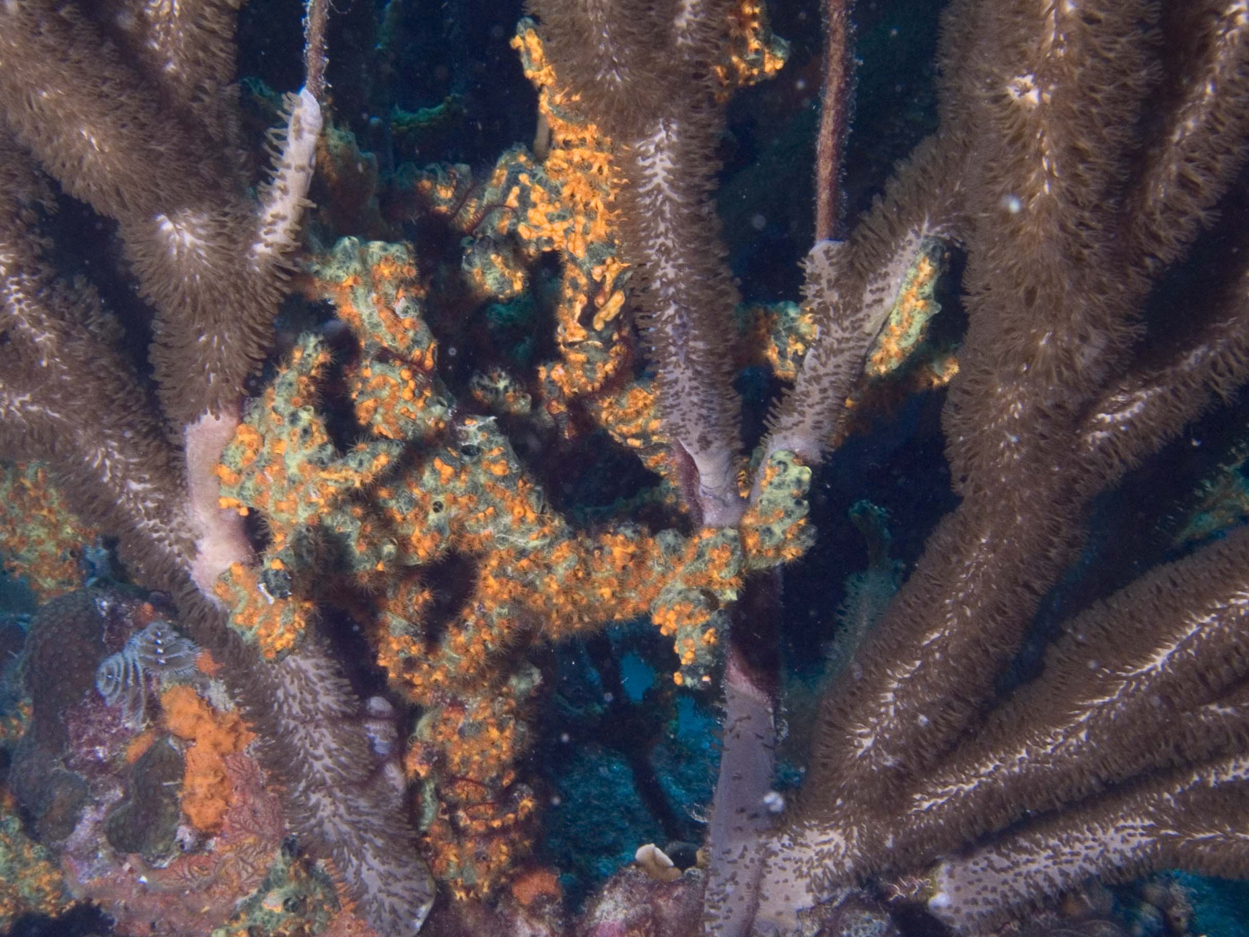 gal/Bonaire 2006/WhipsandSpongeCropped5x3.jpg